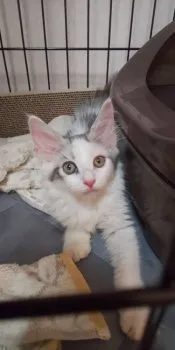 いちせ 様のお迎えした子猫