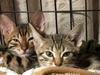 だいとう 様のお迎えした子猫