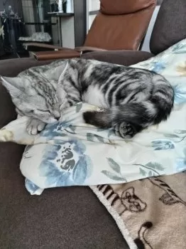 Y.N 様のお迎えした子猫