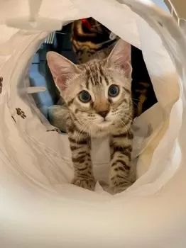 くるみるく 様のお迎えした子猫