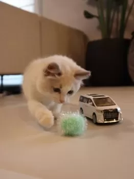 coconut 様のお迎えした子猫