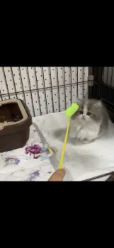 T.S 様のお迎えした子猫