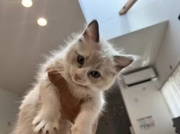 ゆみ 様のお迎えした子猫