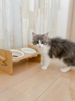 slc 様のお迎えした子猫