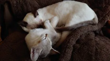 ねこまる 様のお迎えした子猫