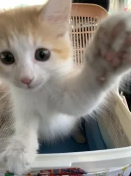 かず 様のお迎えした子猫