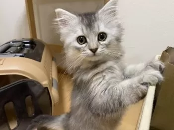 Y.Y 様のお迎えした子猫