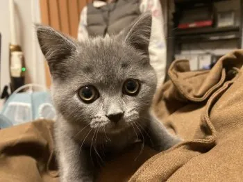 A.W 様のお迎えした子猫