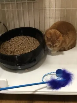 サーミー 様のお迎えした子猫