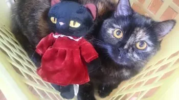 りんるん 様のお迎えした子猫