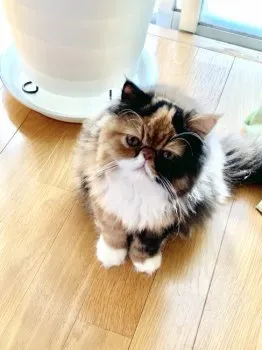 紫乃 様のお迎えした子猫