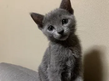 おショウさん 様のお迎えした子猫