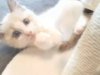 H.I 様のお迎えした子猫