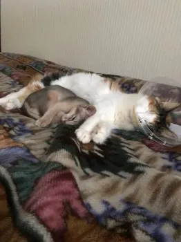 ALM 様のお迎えした子猫