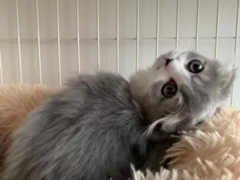 もりこ 様のお迎えした子猫