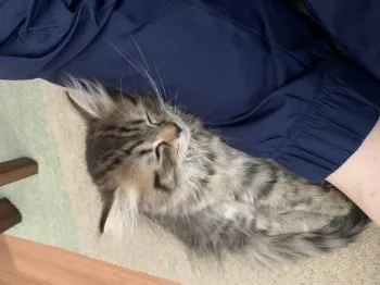 H.W 様のお迎えした子猫