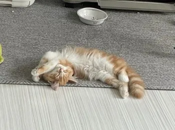 S.O 様のお迎えした子猫