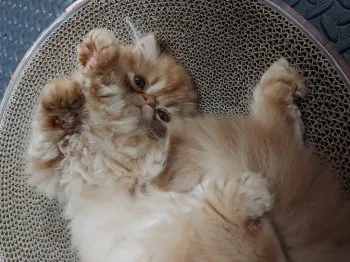 ひじり 様のお迎えした子猫