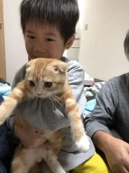 まゆみん 様のお迎えした子猫
