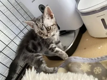 水樹梵天 様のお迎えした子猫