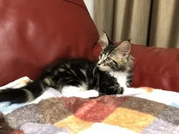 つむぎ姐さん 様のお迎えした子猫