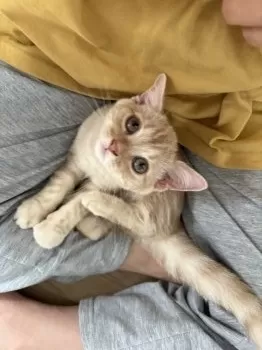よこ 様のお迎えした子猫