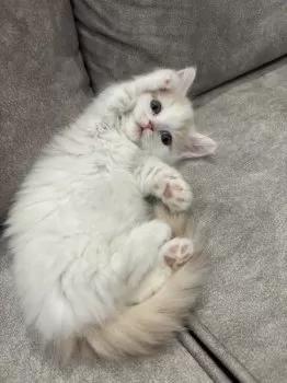 まー 様のお迎えした子猫