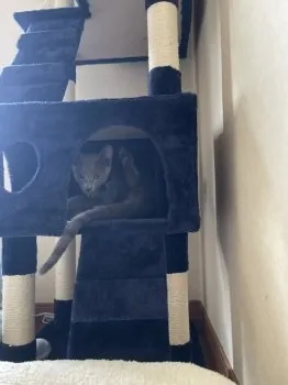 ヒロキ 様のお迎えした子猫
