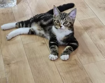 M.S 様のお迎えした子猫