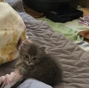 H.N 様のお迎えした子猫