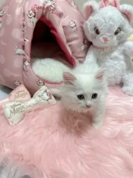 かななん 様のお迎えした子猫