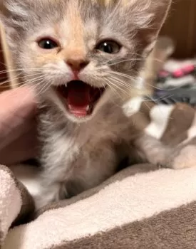 N.K 様のお迎えした子猫