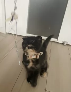 かず 様のお迎えした子猫