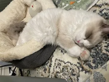 T.O 様のお迎えした子猫