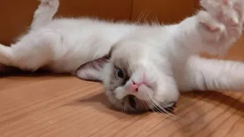 ともみん 様のお迎えした子猫