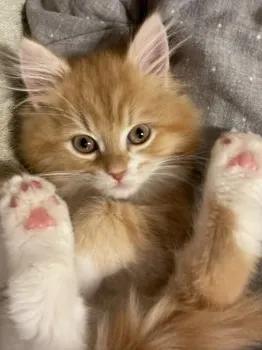 サヨコ 様のお迎えした子猫