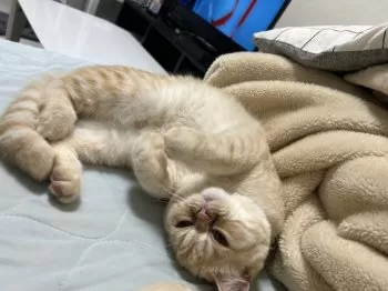 M.Y 様のお迎えした子猫