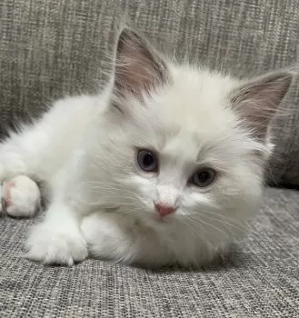 ゆってぃ 様のお迎えした子猫