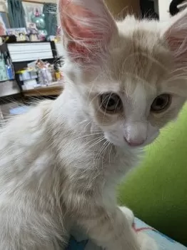 K.Ｉ 様のお迎えした子猫