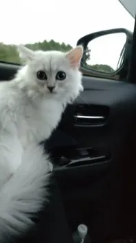 yuupeso 様のお迎えした子猫