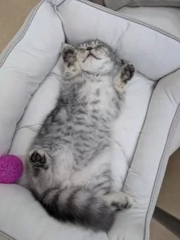 ちぃ 様のお迎えした子猫