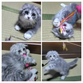 S.S 様のお迎えした子猫