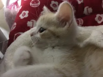 まーちゃん 様のお迎えした子猫