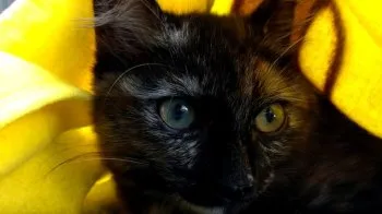 リアン 様のお迎えした子猫