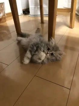 カコ 様のお迎えした子猫