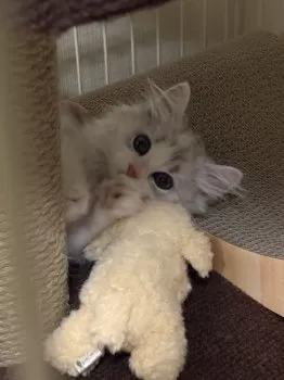 M 様のお迎えした子猫