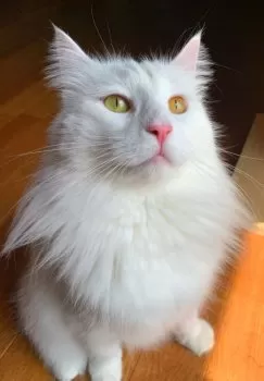 H 様のお迎えした子猫