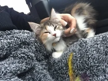 ハルハル 様のお迎えした子猫