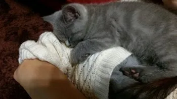 マロくんMAMA 様のお迎えした子猫