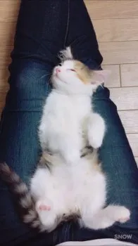 佐藤 見魅異 様のお迎えした子猫